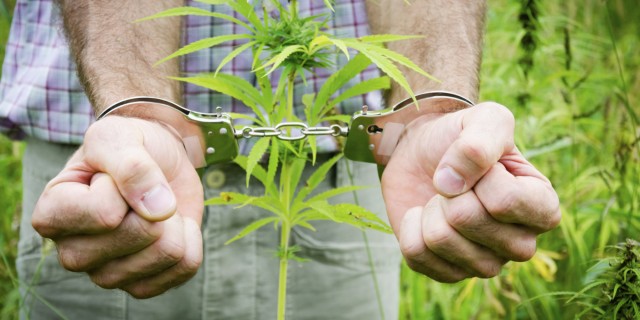 Легализация марихуаны: за и против.