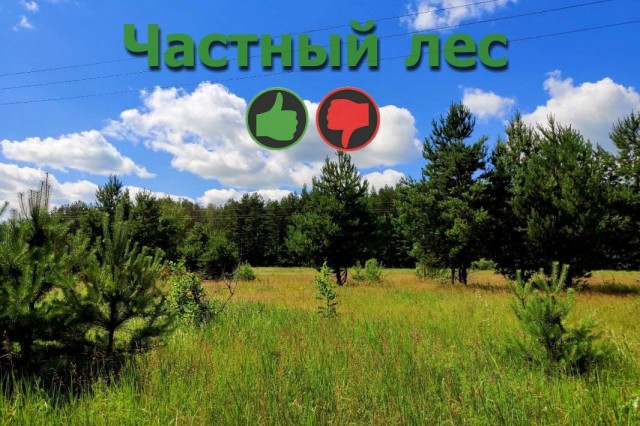 Image: Частные леса в России - за или против?