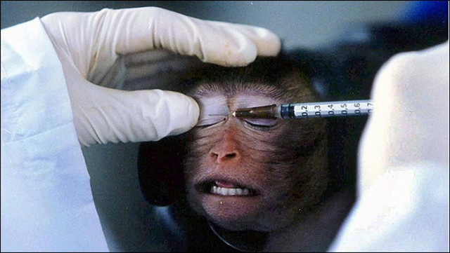 Image: Оправданы ли лабораторные опыты на животных?