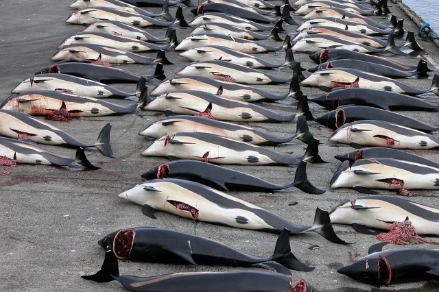 Image: Можно ли оправдать убийство дельфинов и китов промысловиками Японии?